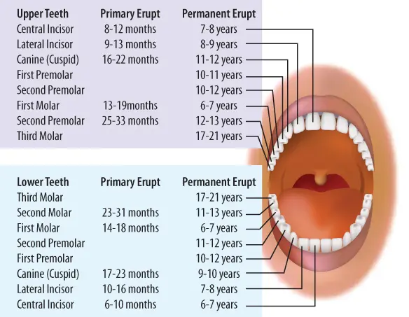 chart of primary teeth in children | pediatric dentistry in Ellicott City, MD
